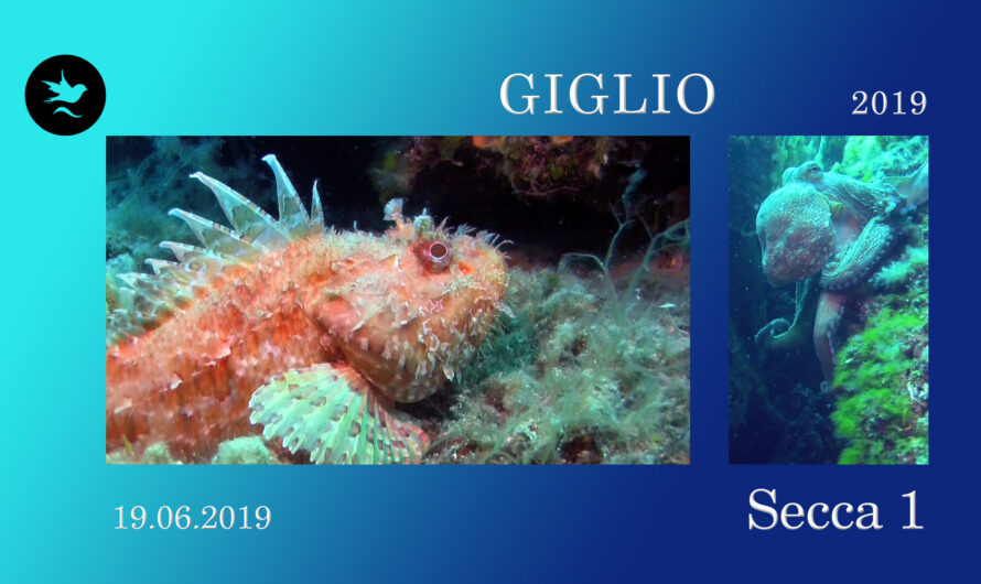 19.06.2019 : Secca 1 : Giglio