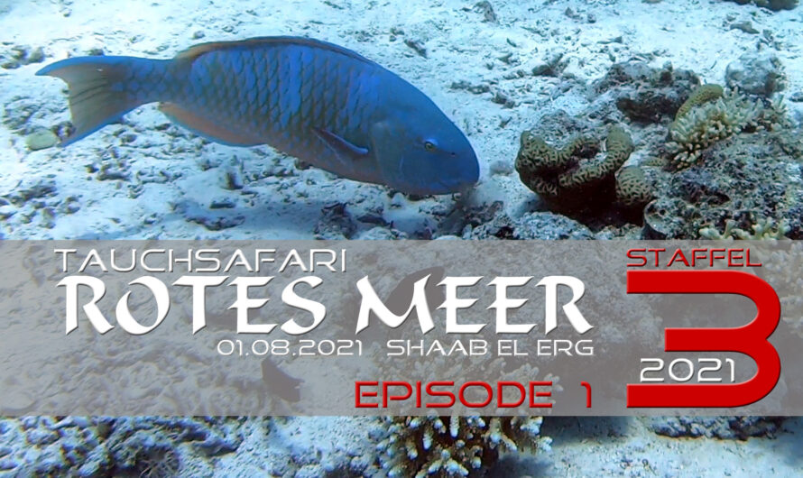 Tauchsafari Rotes Meer 2021 – Staffel 3 – Aeolus