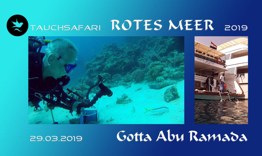 Tauchsafari Rotes Meer 2019 – Staffel 1 – Quick Shadow